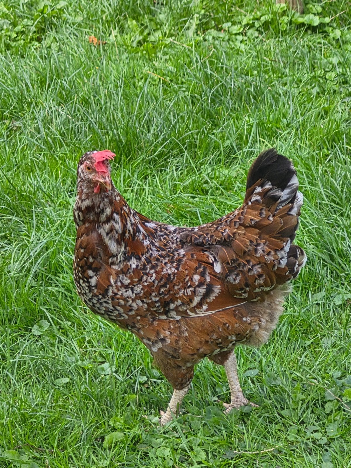 haan en 2 kippen, Dieren en Toebehoren, Pluimvee, Meerdere dieren, Kip
