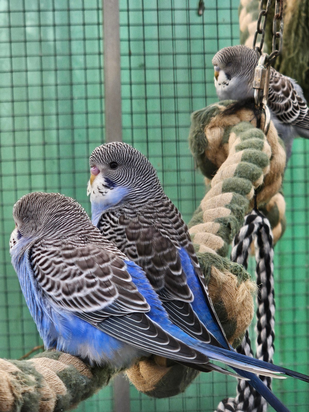 mooie jonge grasparkieten te koop, Meerdere dieren, Parkiet, Geringd