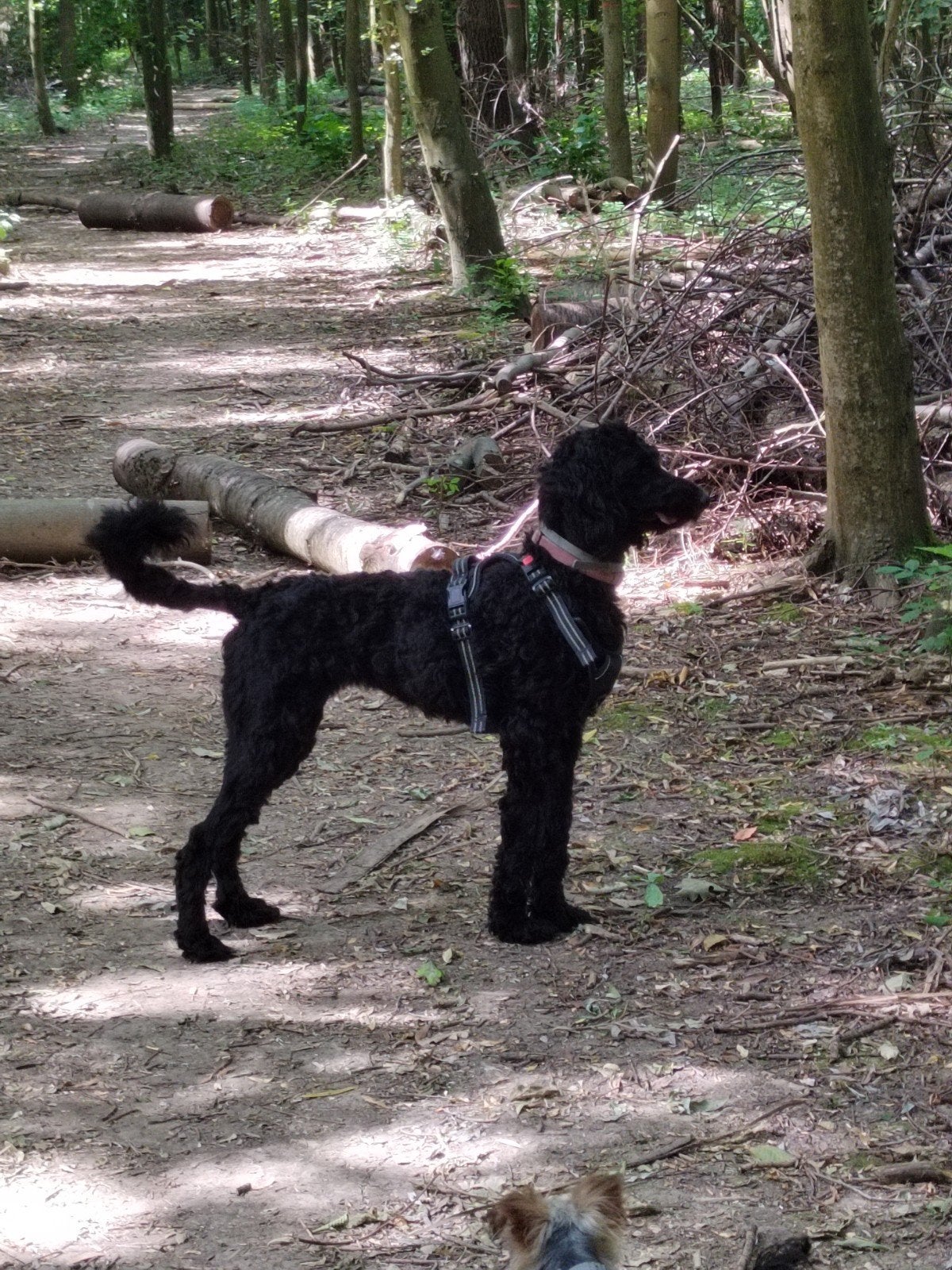 labradoodle zoekt nieuw warm thuis, Ophalen, Minder dan 50 cm