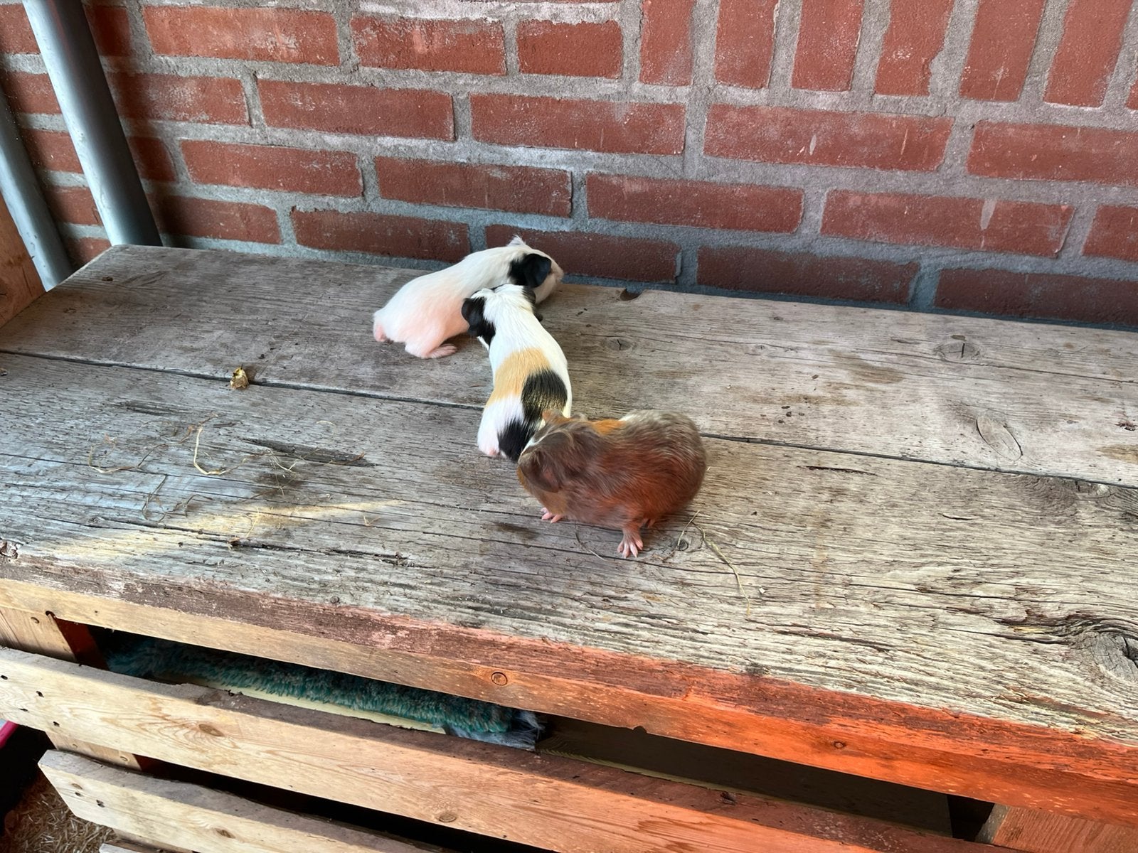 Cavia beertjes, Dieren en Toebehoren, Knaagdieren, Juni, Mannelijk, Cavia