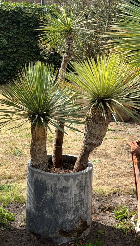 3 stammige yucca rostrata, Tuin en Terras, Ophalen, Overige soorten, Volle zon