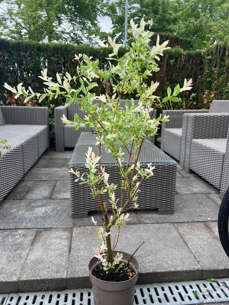Salix integra, Ophalen of Verzenden, Lente, Volle zon, Overige soorten