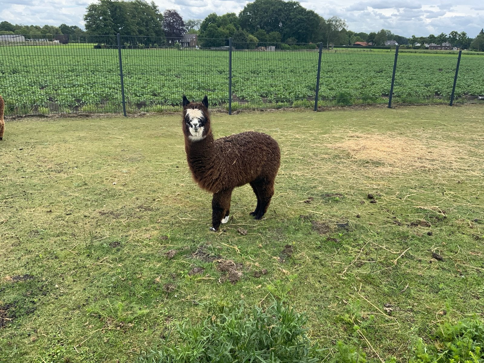 Alpaca hengsten, Dieren en Toebehoren, Overige Dieren, April, Mannelijk