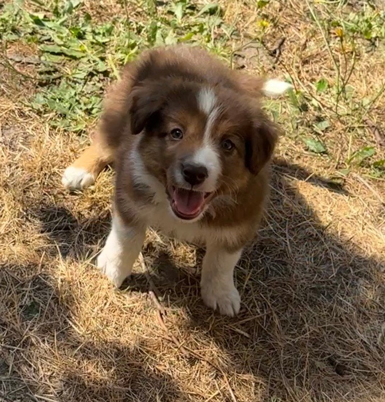Border collie puppys te koop, Dieren en Toebehoren, 8 tot 15 weken, Collie, Meerdere, Meerdere dieren