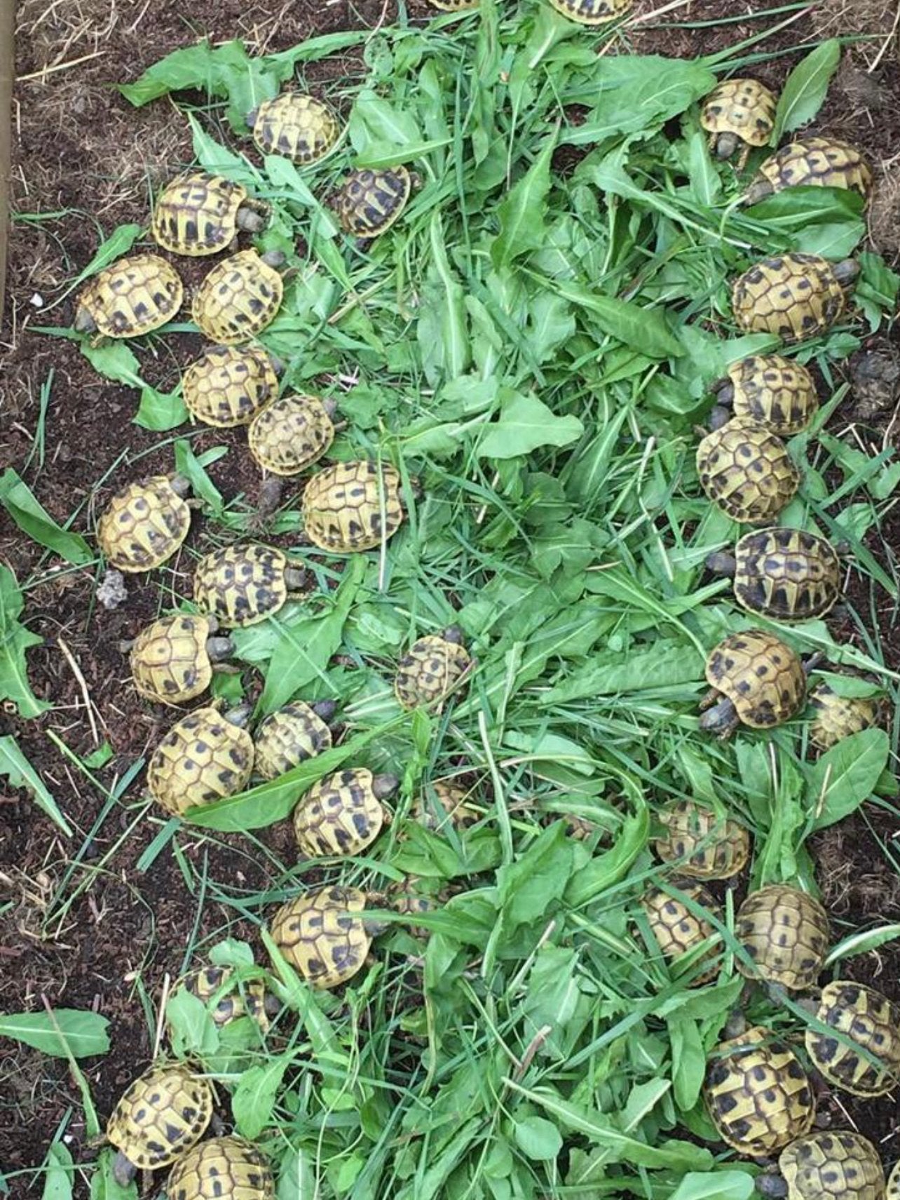 Prachtige, gezonde Griekse Landschildpadden. Nakweek 2026 Tortoise photo 4