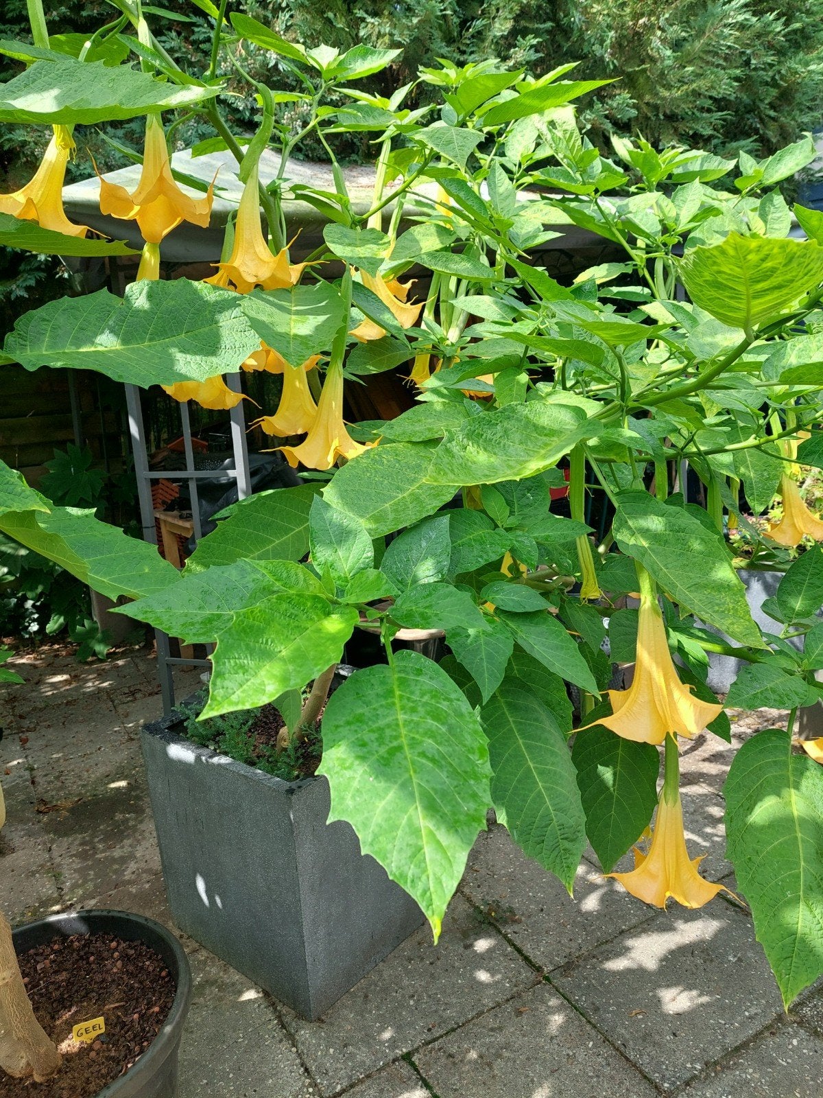 Brugmansia's in bloei, compleet met grote pot, Ophalen, Overige soorten, Volle zon