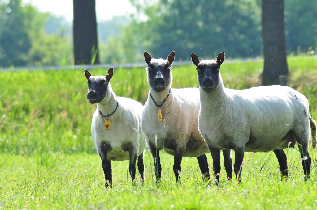 schapenwol, Ophalen of Verzenden, Nieuw, Spinwol