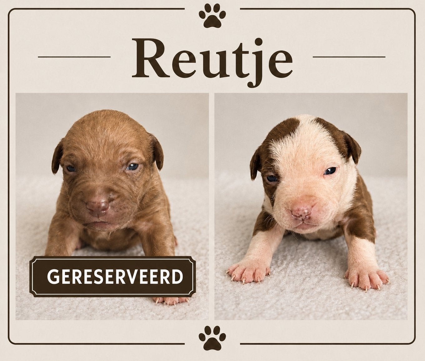 Pitbull puppy’s, Overige rassen, Meerdere, Meerdere dieren, Nederland
