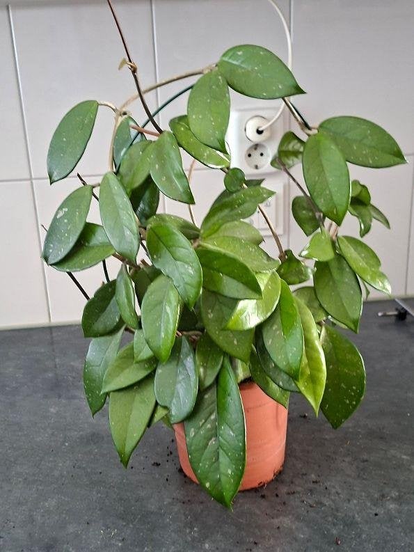 Grote Hoya, Huis en Inrichting, Ophalen, Halfschaduw, Minder dan 100 cm