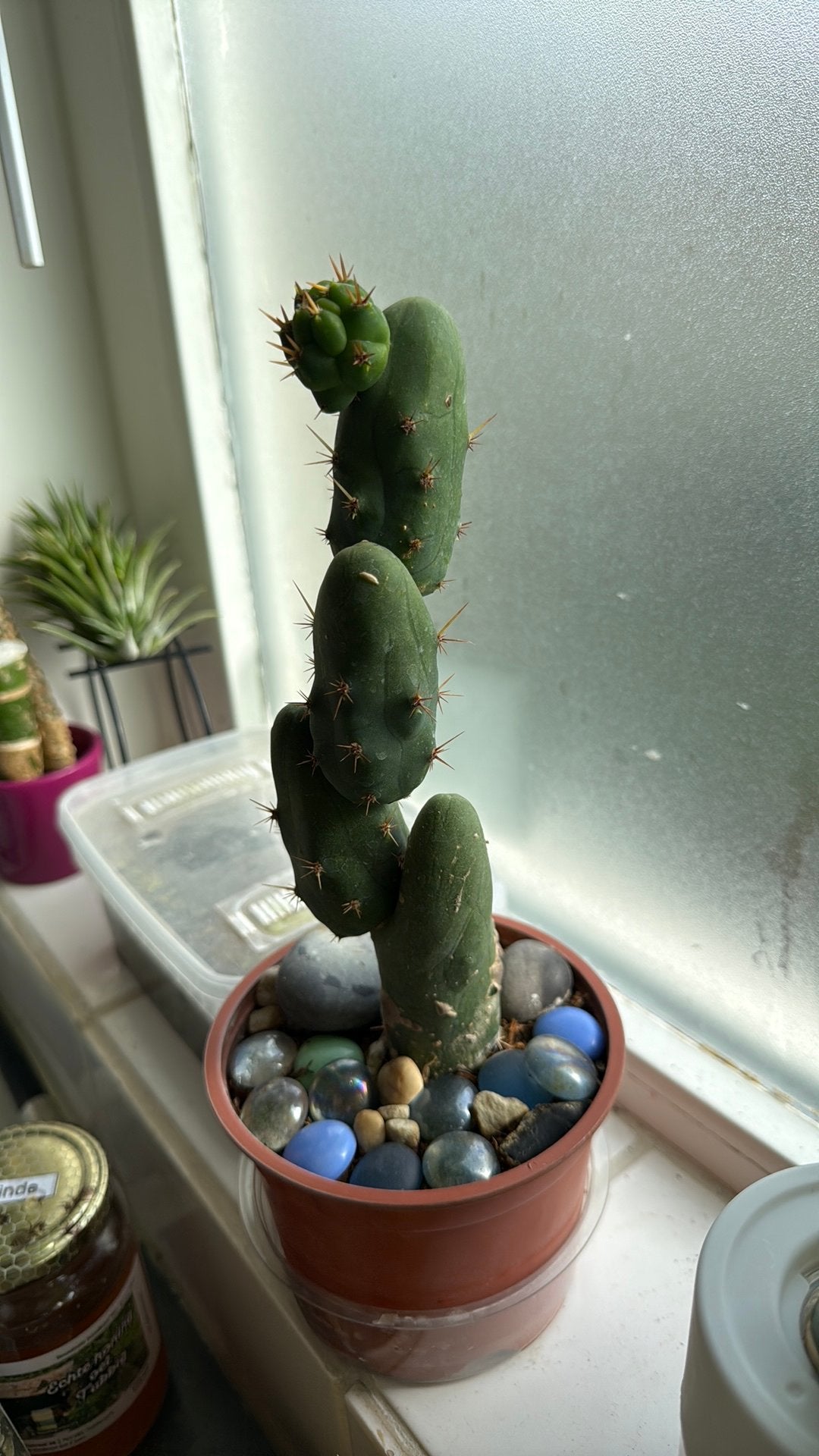 Unieke Peniscactus (Trichocereus bridgesii f. monstruosa), Volle zon, Vaste plant, Bloeit niet, Ophalen