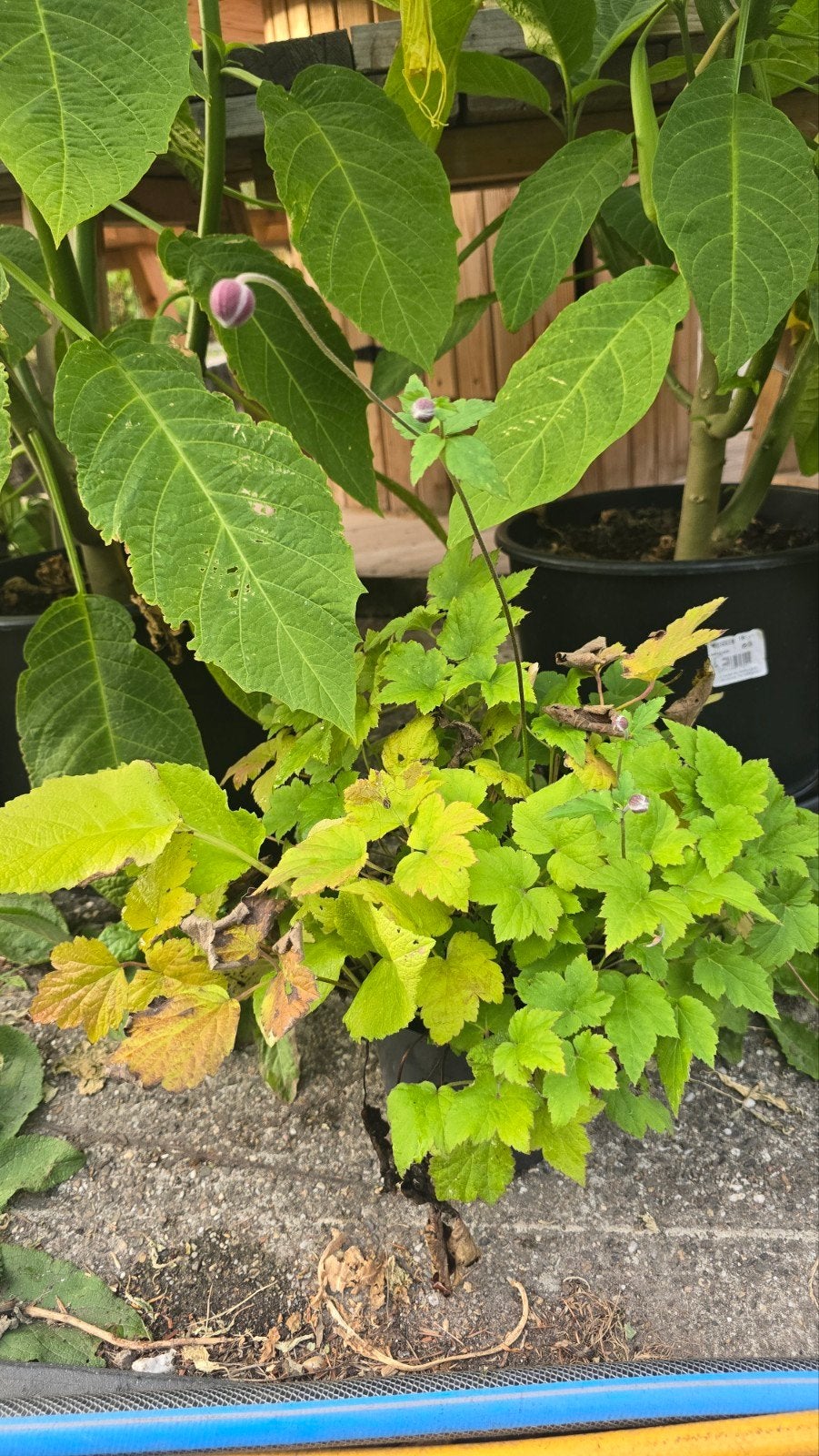 Herfstanemoon in C2 pot met als bonus Phlomis russelania, Vaste plant, Halfschaduw, Herfst, Ophalen