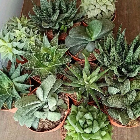 Zeldzame vetplanten 20-30cm   Geen Zon nodig   €2 tot 5, Ophalen, Overige soorten, Halfschaduw, In pot