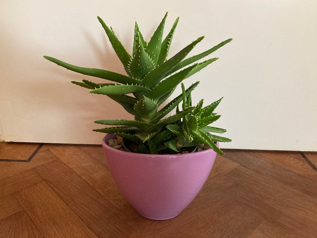 Aloë Vera, Huis en Inrichting, Kamerplanten, Groene kamerplant, Ophalen, Halfschaduw, Minder dan 100 cm