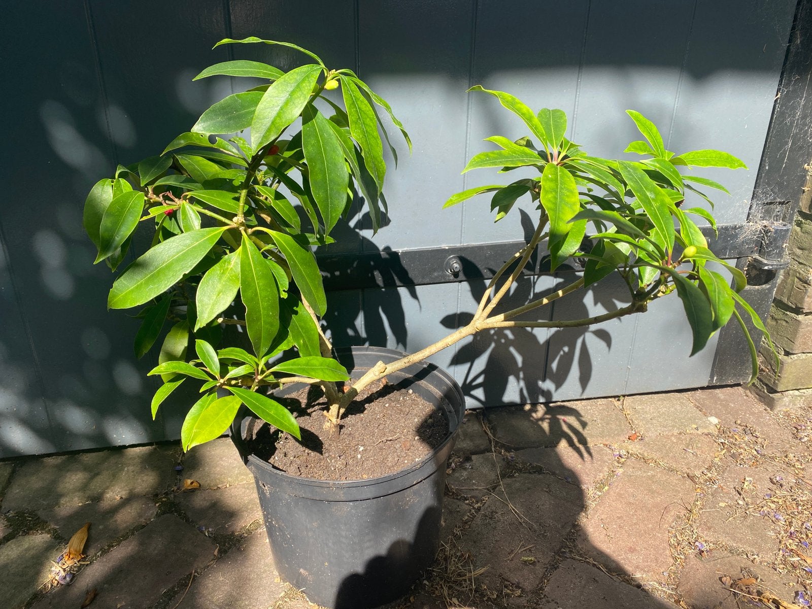 Skimmia - Skimmia japonica in pot, Ophalen, Overige soorten, Halfschaduw