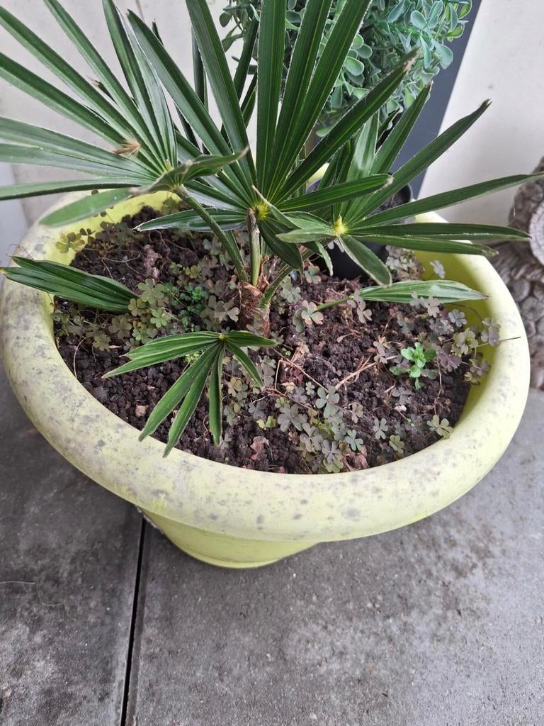 Kleine winterharde palm, Tuin en Terras, Ophalen, Overige soorten, Volle zon