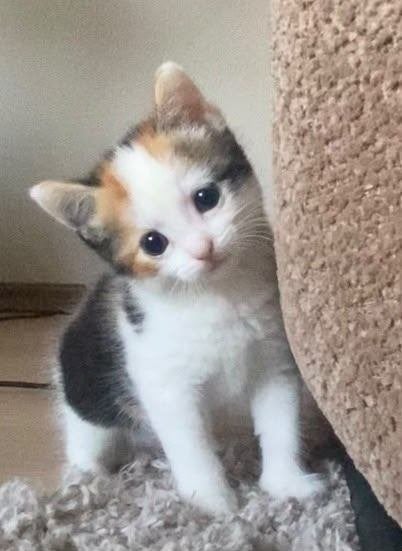 Lapjes kat, kitten drie kleur, Dieren en Toebehoren, Poes, Kortharig, 0 tot 2 jaar