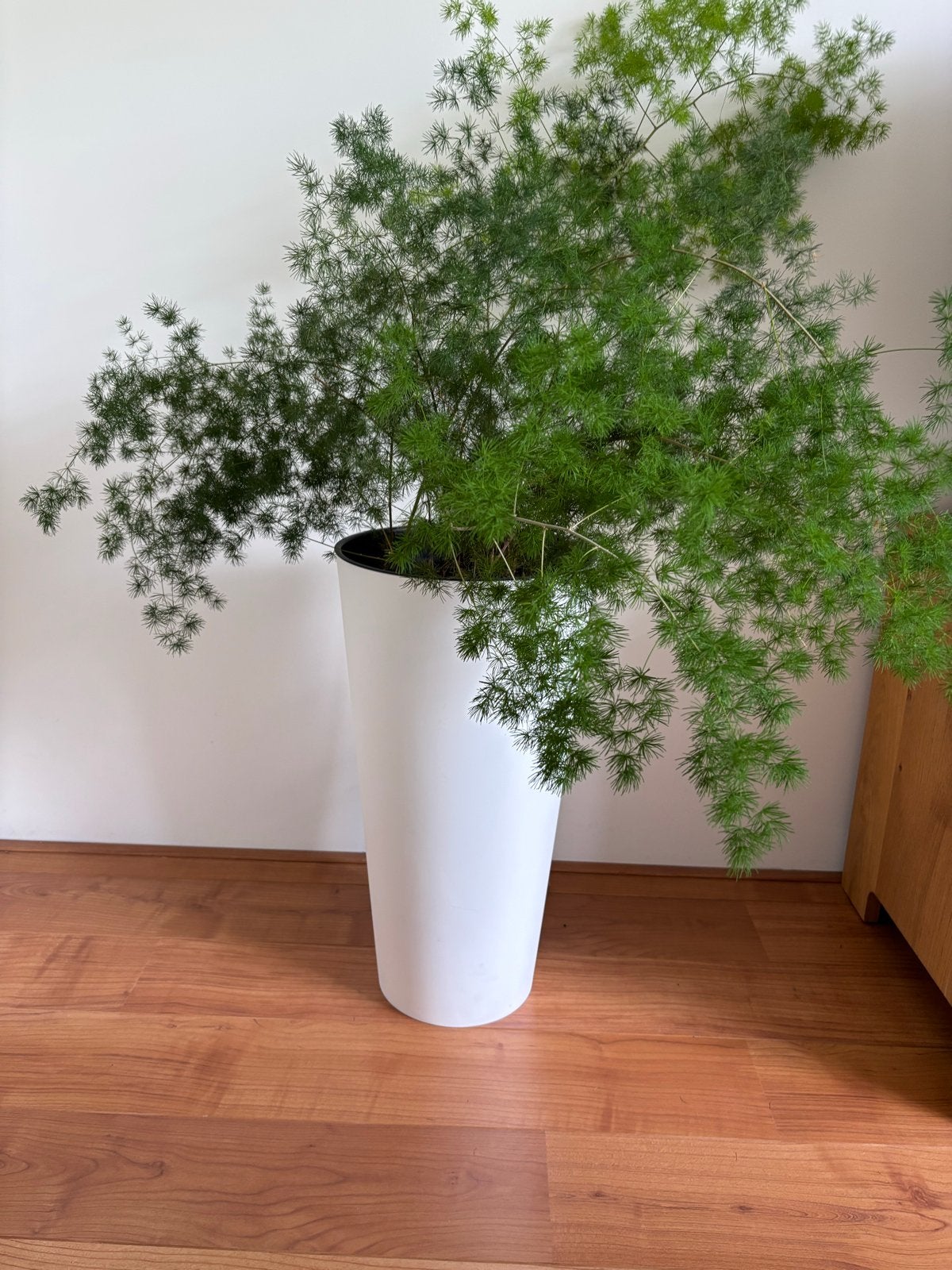 Sierasperge, Ophalen, 100 tot 150 cm, Overige soorten, Halfschaduw