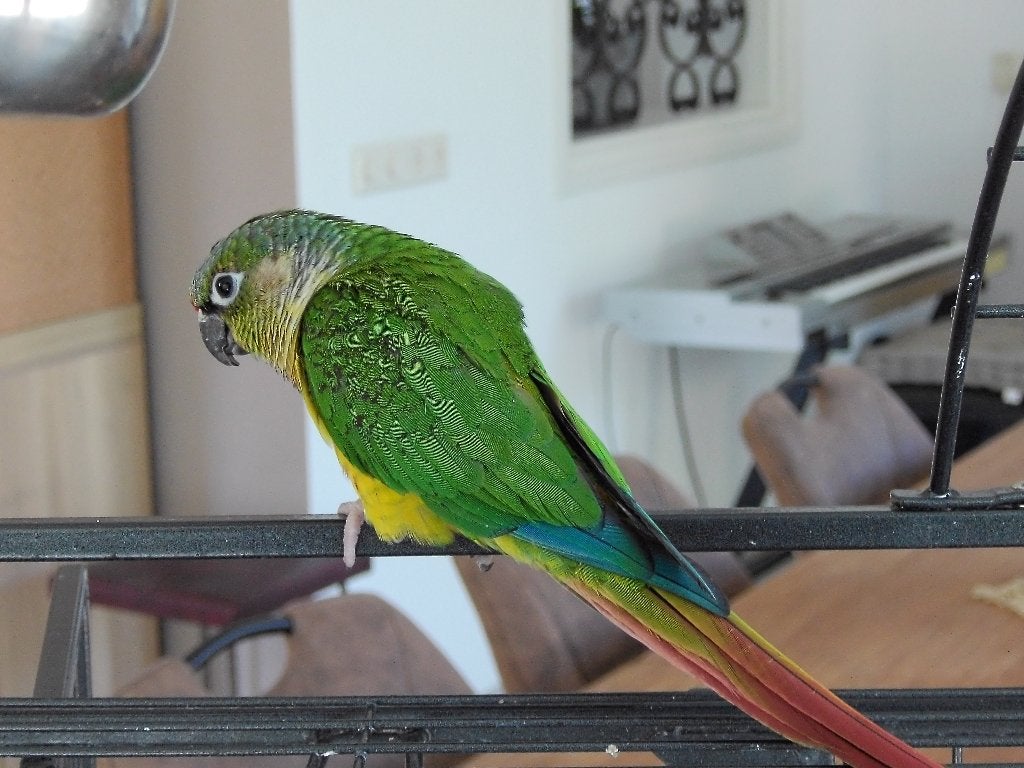 Pyrrhura, Vrouwelijk, Tropenvogel, Tam