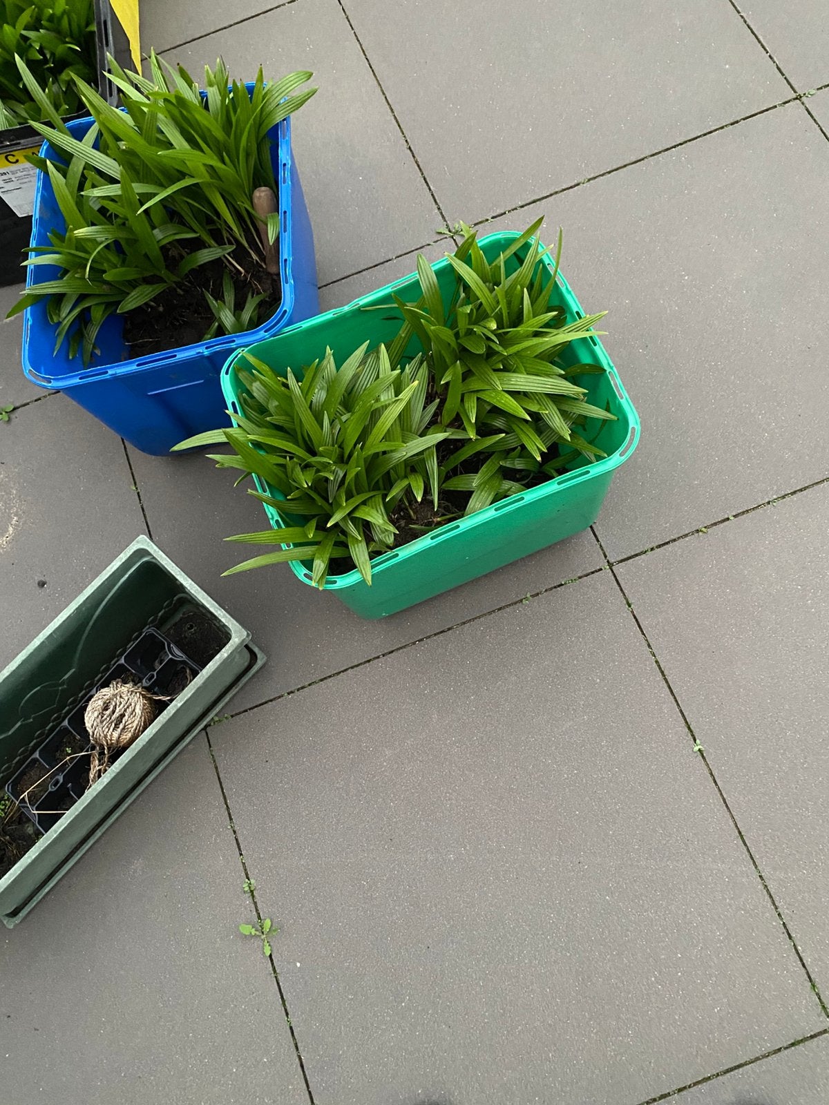 Palmboom stekjes  gratis, Tuin en Terras, Ophalen, Overige soorten, Volle zon