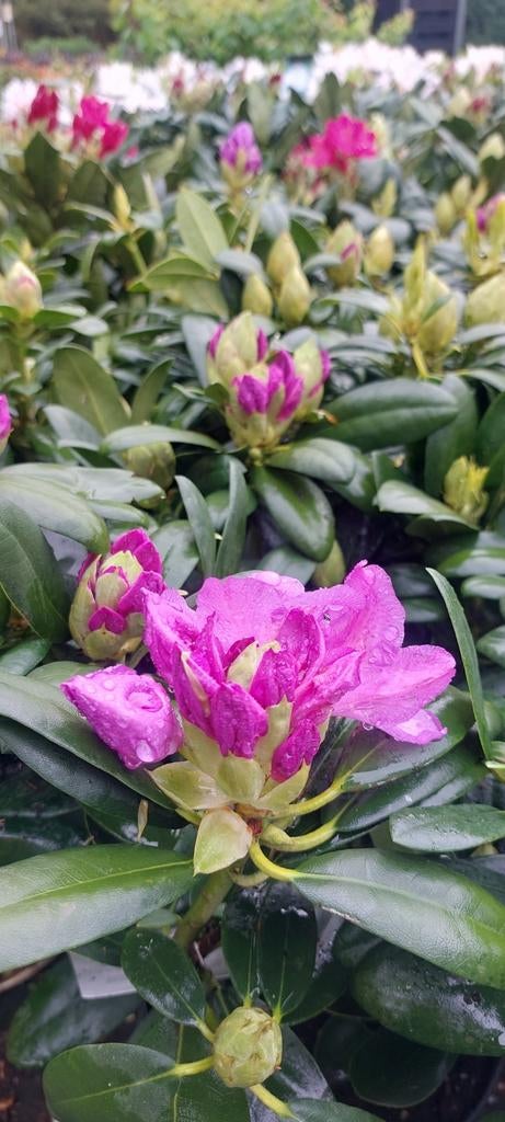 Rhododendron s in heel veel kleuren, Ophalen of Verzenden, Overige soorten, Volle zon