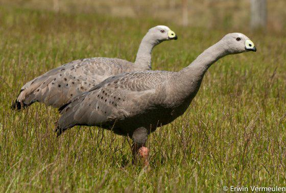 GEZOCHT HOENDERGANZEN CEREOPSISGANZEN, Dieren en Toebehoren, Pluimvee, Meerdere dieren, Gans of Zwaan
