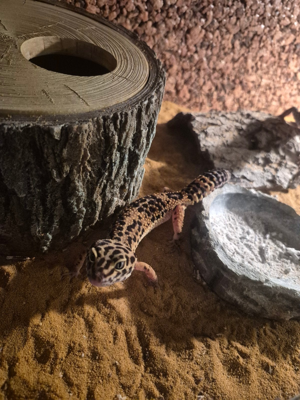 luipaard gekko koppel met terrarium, Dieren en Toebehoren, Meerdere dieren, Overige soorten