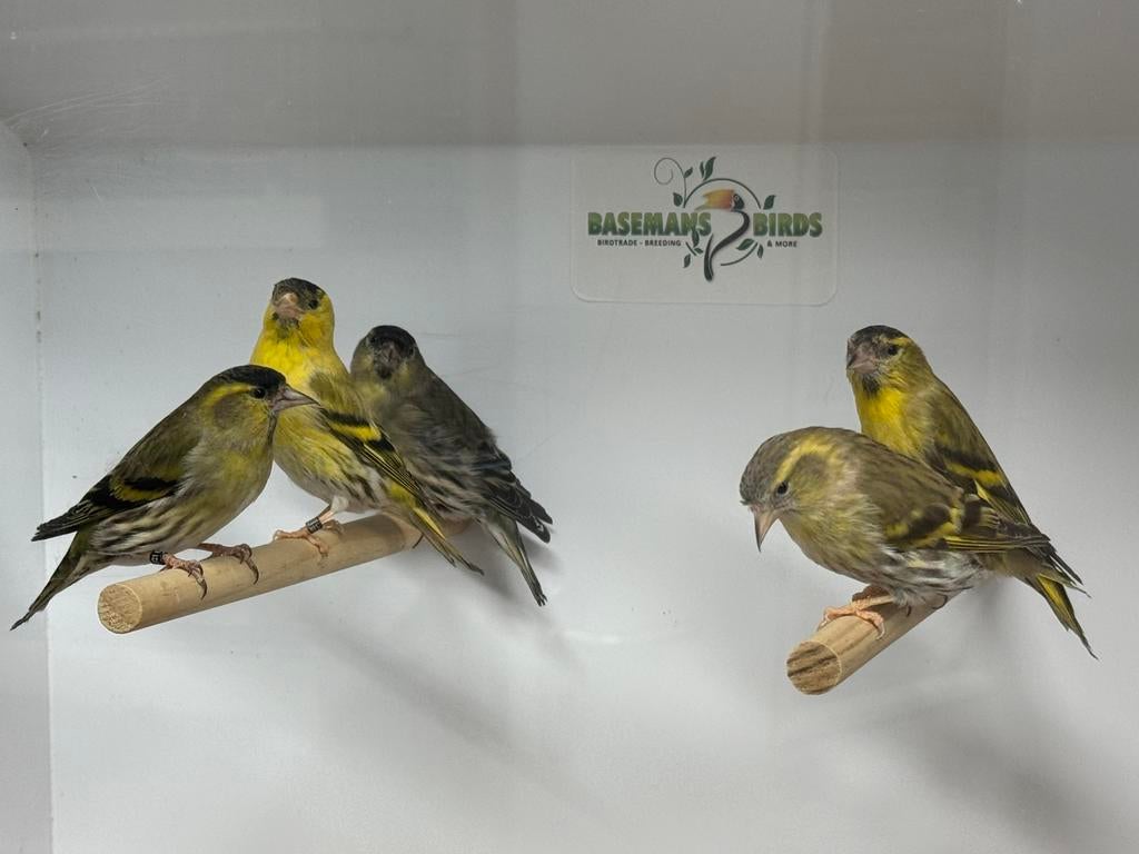 Europese sijzen - spinus spinus, Meerdere dieren, Wildzangvogel, Geringd
