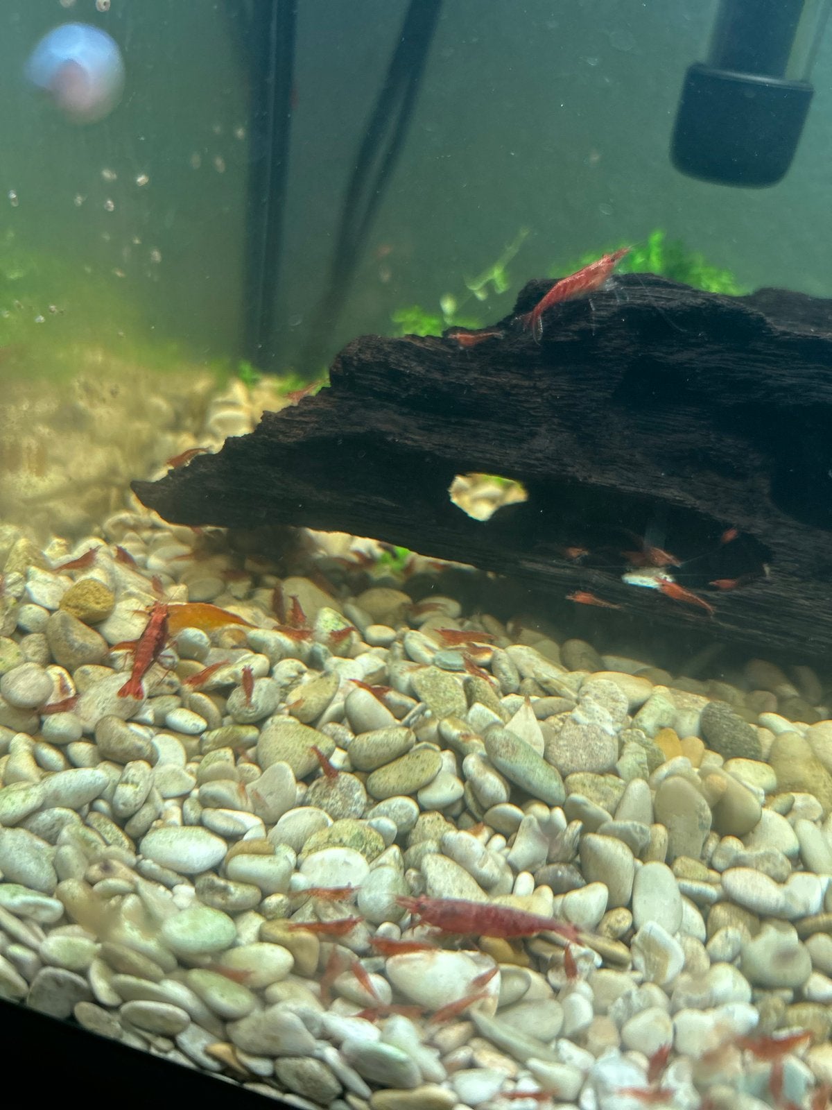 Neocaridina garnalen, Dieren en Toebehoren, Vissen | Aquariumvissen, Kreeft, Krab of Garnaal