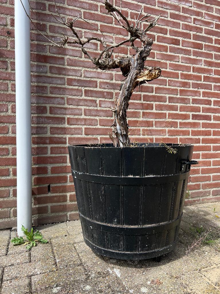 Eiken houten kuip, Ophalen, Gebruikt, Minder dan 60 cm, Rond