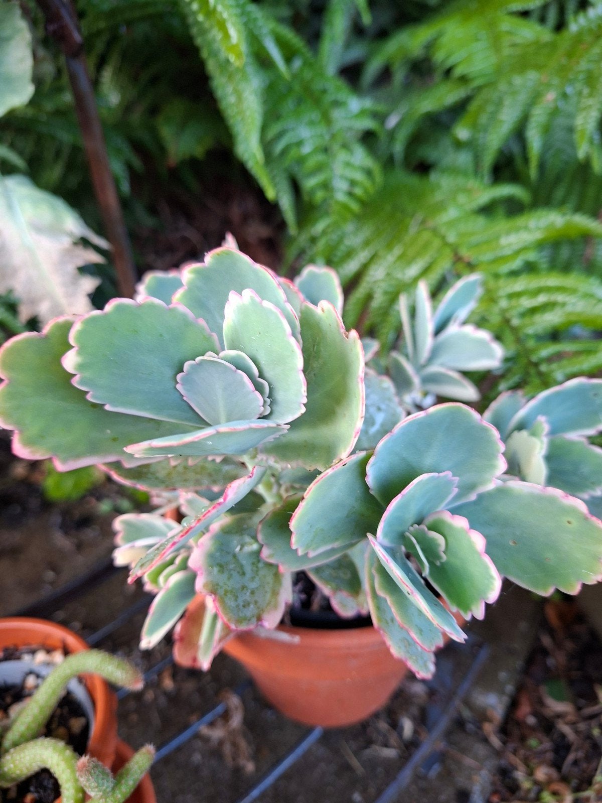 Kalanchoe fedtschenkoi variegata, Ophalen of Verzenden, Halfschaduw, Minder dan 100 cm