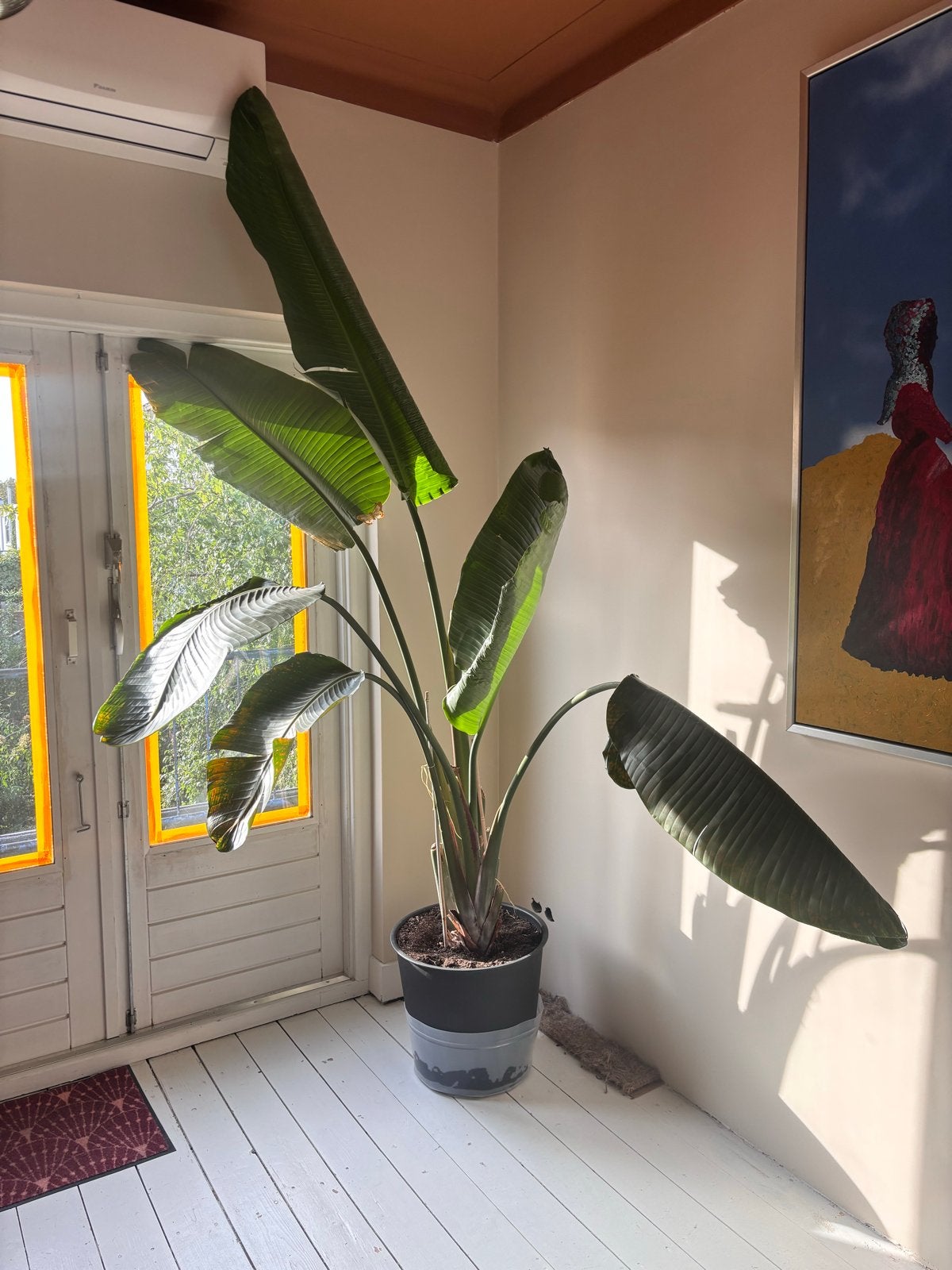 Grote Strelitzia Nicolai - Paradijsvogelplant in pot, Huis en Inrichting, Kamerplanten, Ophalen, Overige soorten, In pot, 150 tot 200 cm