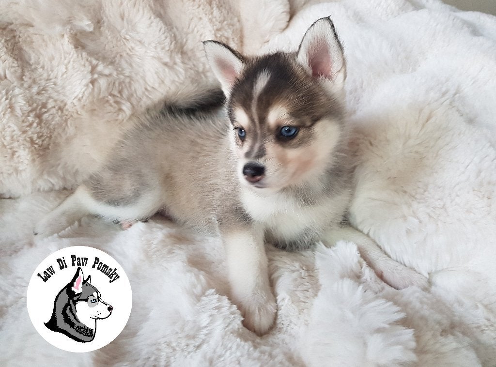 Unieke Pomsky pups F4+,100% Amerikaanse bloedlijn, Parvo, Overige rassen, 8 tot 15 weken, Meerdere