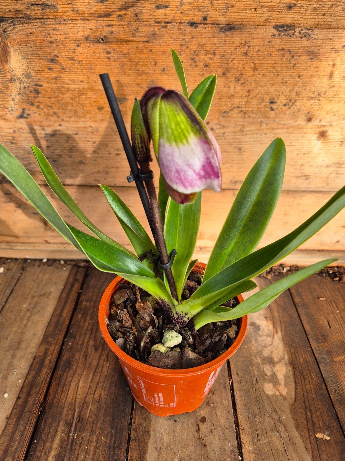 Orchidee Paphiopedilum Amerikaanse Hybriden p12 (3), Ophalen of Verzenden, Halfschaduw, Minder dan 100 cm