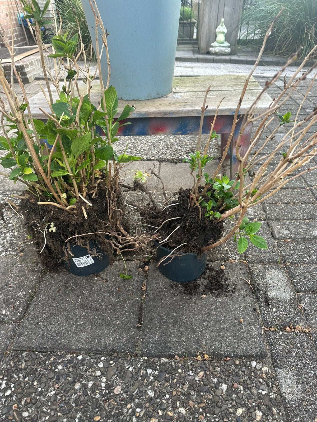 Hortensia’s, Ophalen of Verzenden, Overige soorten, Halfschaduw