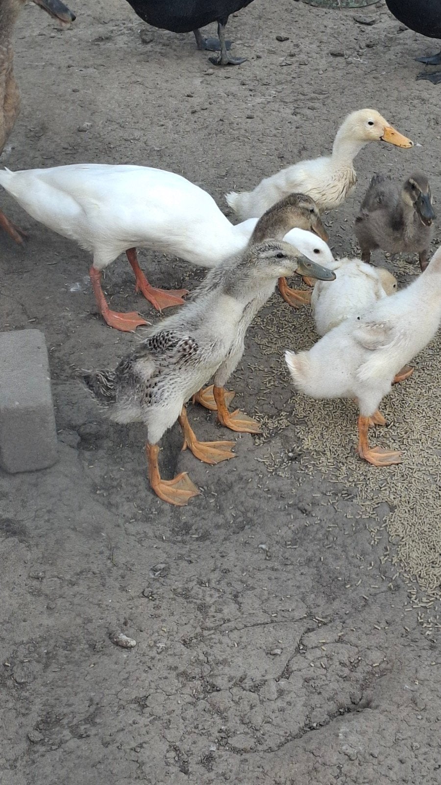 Baby loopeendjes, Dieren en Toebehoren, Geslacht onbekend, Eend