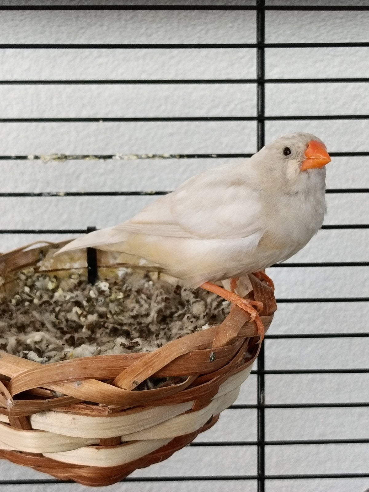 Zebravink mannetje, Dieren en Toebehoren, Meerdere dieren, Tropenvogel, Tam