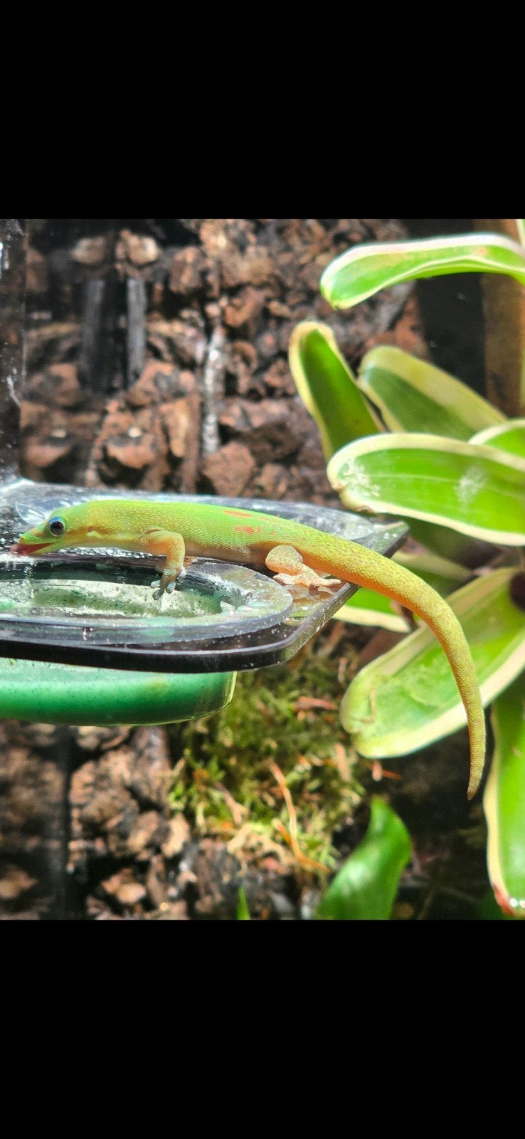Phelsuma Laticauda 2x Man en Vrouw, Dieren en Toebehoren, Slang, 0 tot 2 jaar