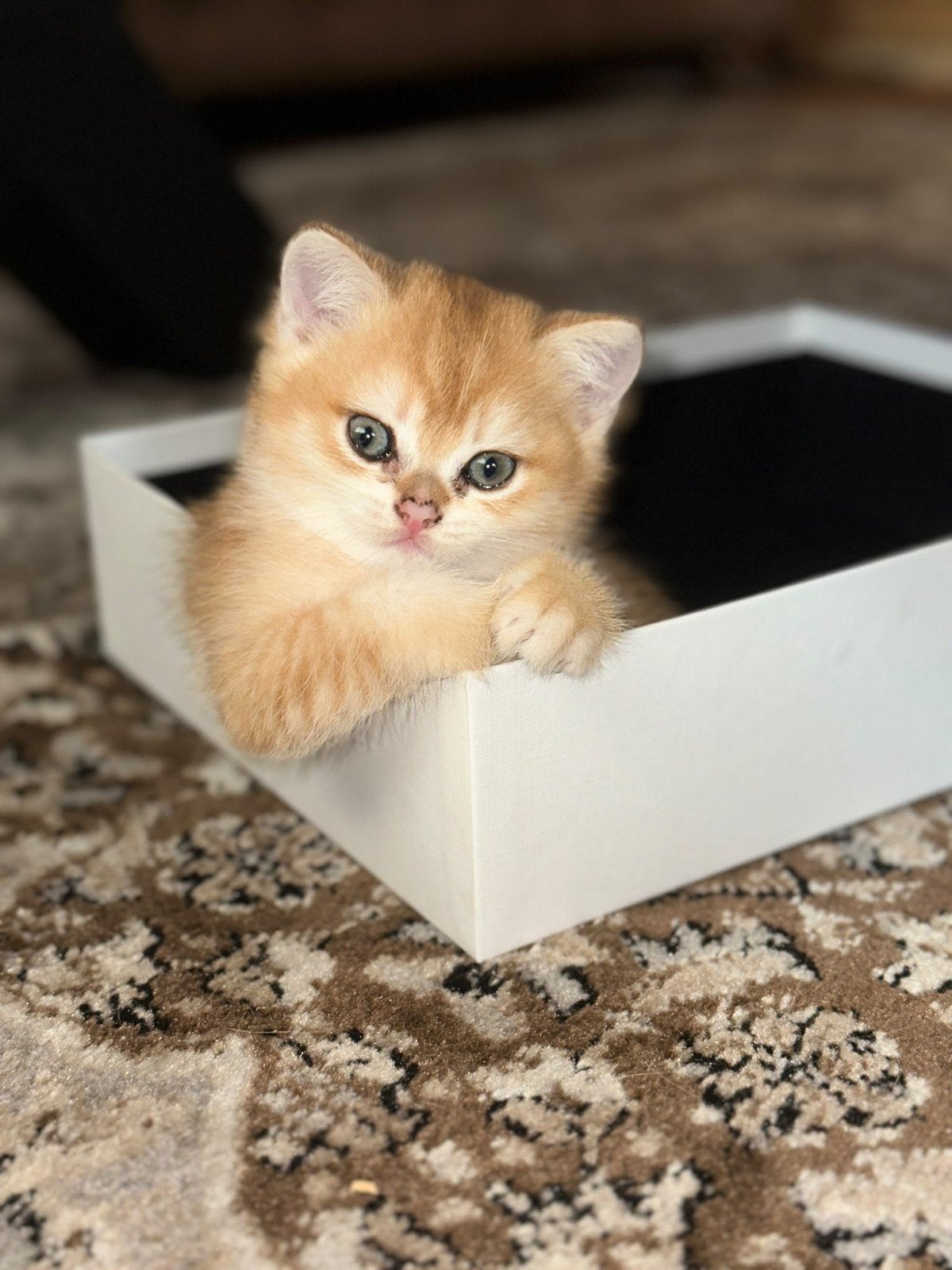 Britse korthaar kitten black golden shadet, Dieren en Toebehoren, Kater