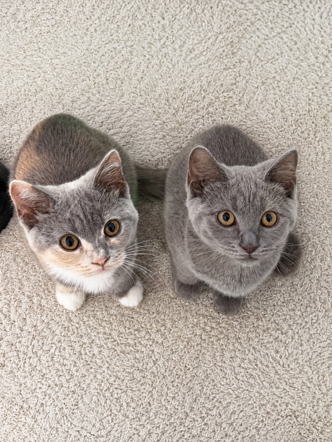 3 lieve kittens britse kort/langhaar zoeken een nieuw huis, Dieren en Toebehoren, Katten en Kittens | Raskatten | Korthaar, Meerdere dieren