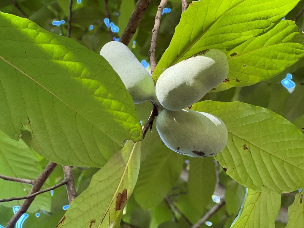 Te koop: Pawpaw zaailingen, Ophalen, Vaste plant, Fruitplanten, Volle zon
