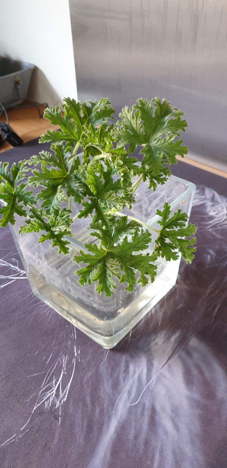 Verse Geranium Stekjes - Klaar om te Planten, Vaste plant, Halfschaduw, Zomer, Ophalen