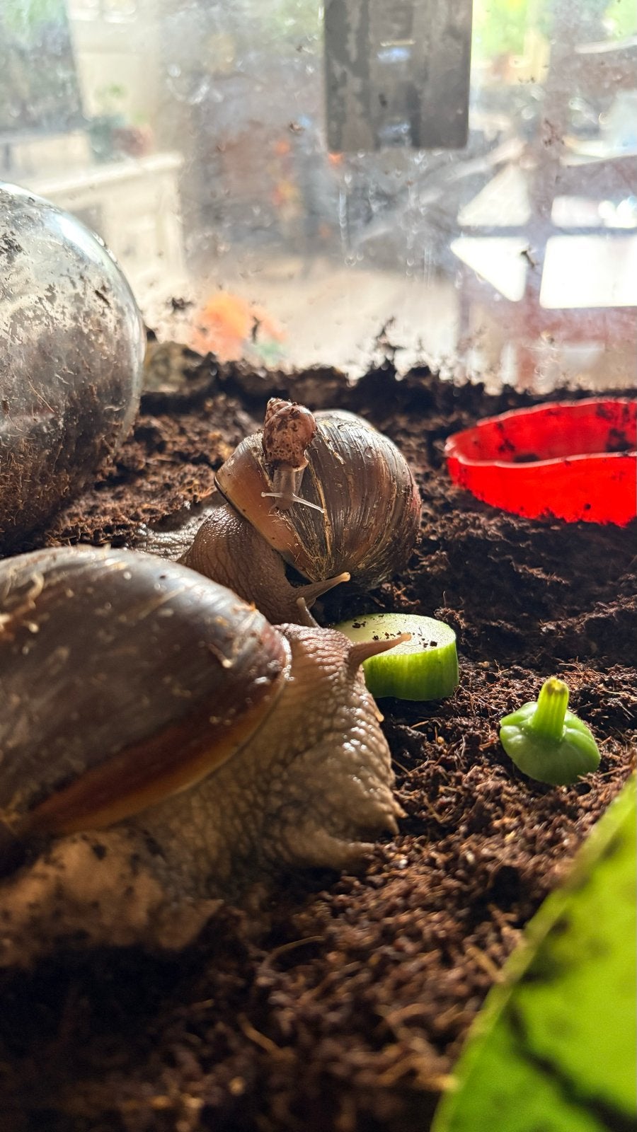 Afrikaanse agaat slak / slakken / baby slakken, April, Meerdere dieren