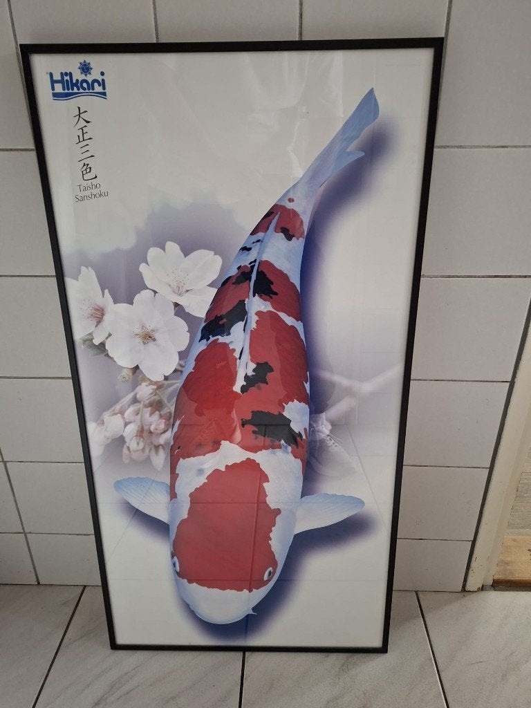 Hikari koi karper schilderij koi soort Taisho Sanshoku, Ophalen, Schilderij