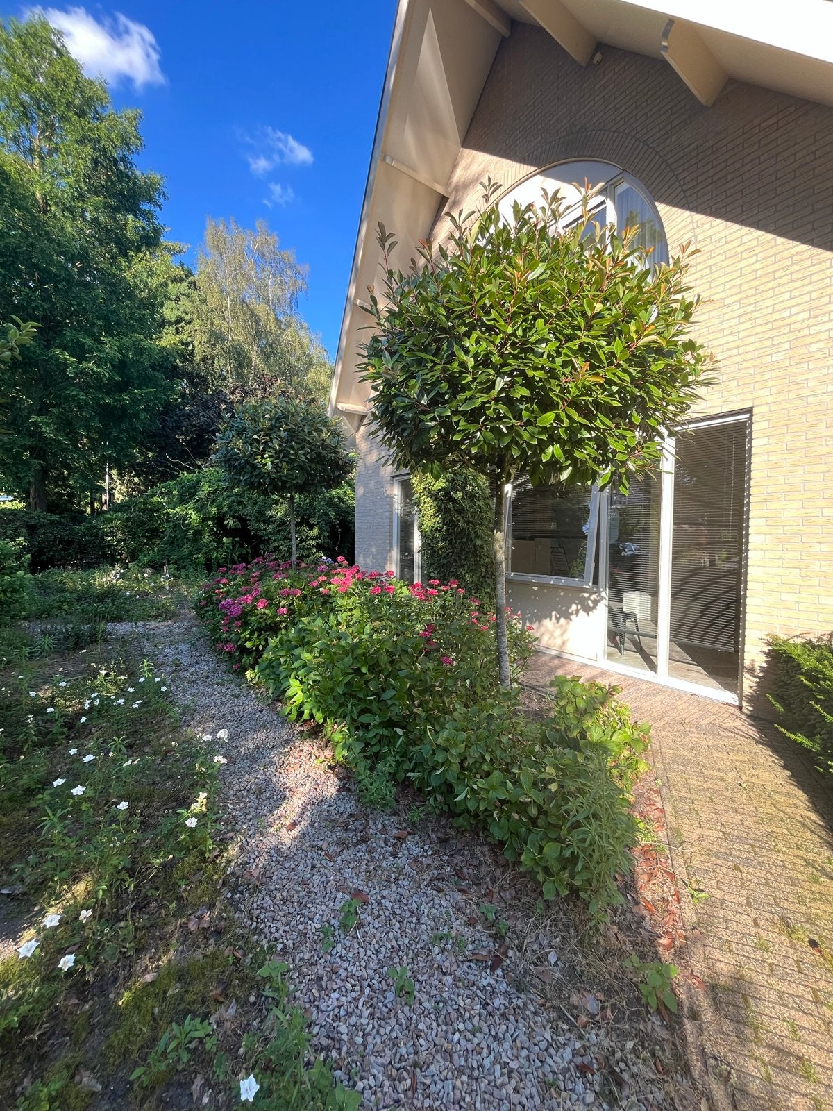 Hortensia roze bloei en 2 laurier boom bol gesnoeid, Tuin en Terras, Ophalen of Verzenden