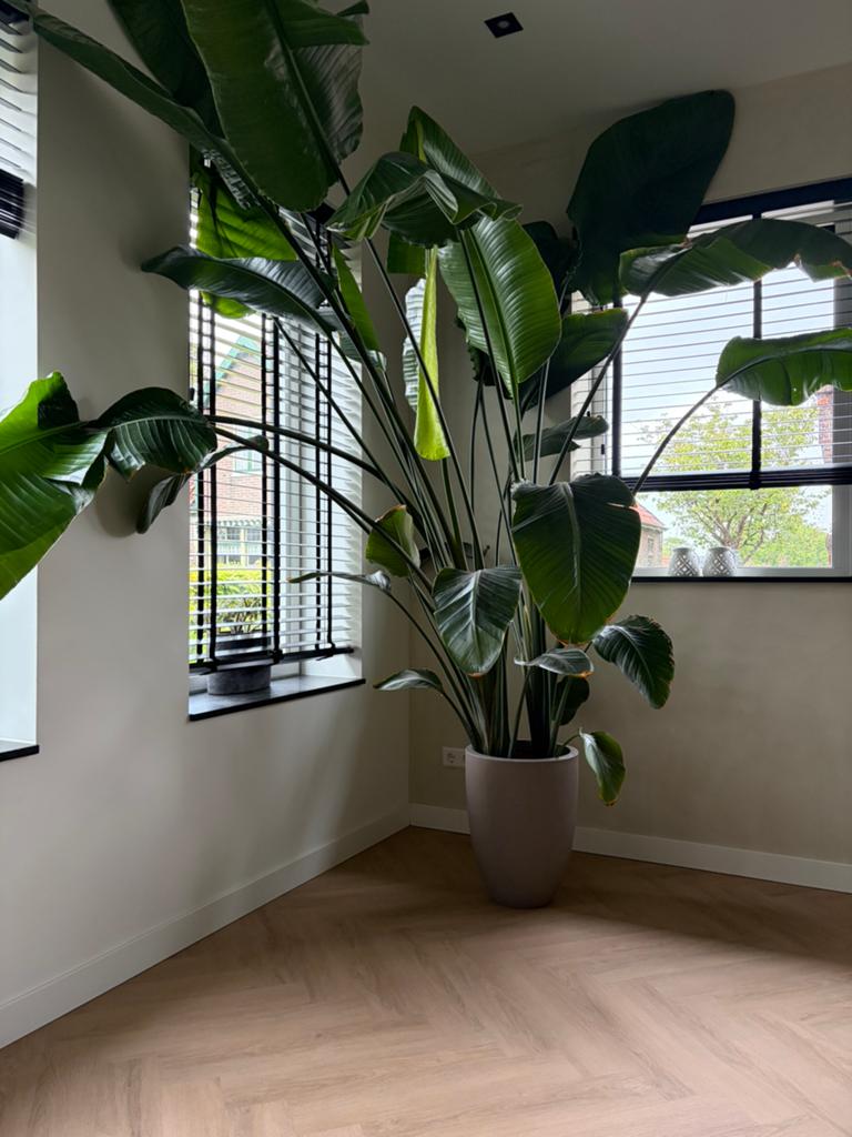 Strelitzia plant met pot, Ophalen, Halfschaduw