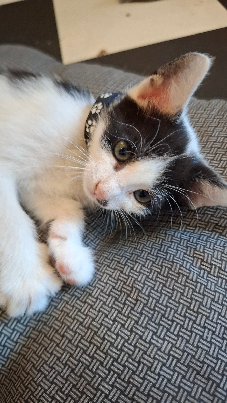 7 prachtige boerderij kittens, Dieren en Toebehoren, Meerdere dieren