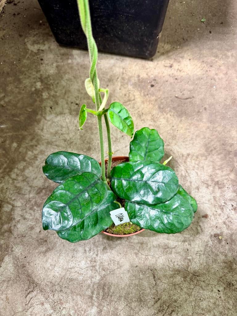 Hoya globulosa p12, Huis en Inrichting, Kamerplanten, Ophalen of Verzenden