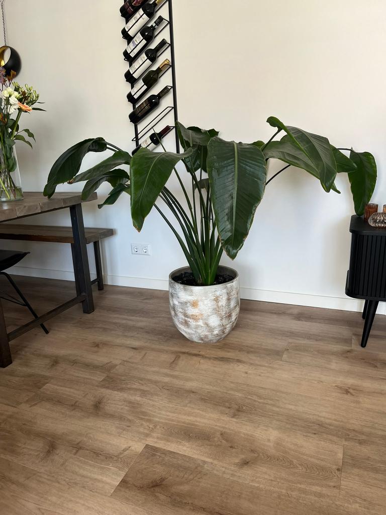 Strelitzia kamerplant (incl. pot), Huis en Inrichting, Kamerplanten, Ophalen, 100 tot 150 cm, Overige soorten, Halfschaduw