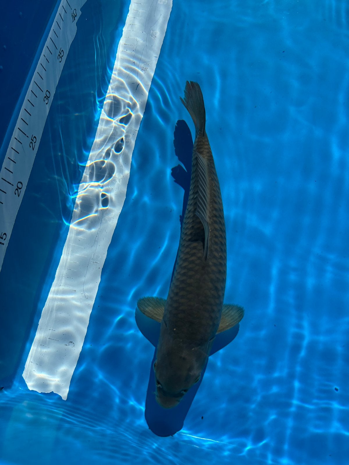 HQ Magoi Jumbo Tosai 37 Centimeter Female!, Dieren en Toebehoren, Karper of Koi