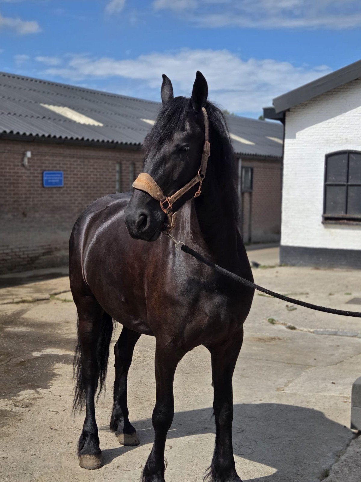 prachtige friese merrie te koop